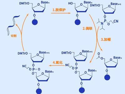 擎科基因工厂揭秘(上):自研原料设备 打造全自主产业链 催化剂